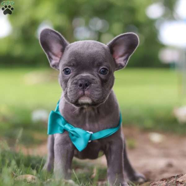 Dustin, French Bulldog Puppy